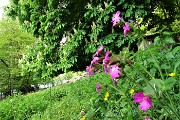 13 Piante e fiori in rigogliosa fioritura